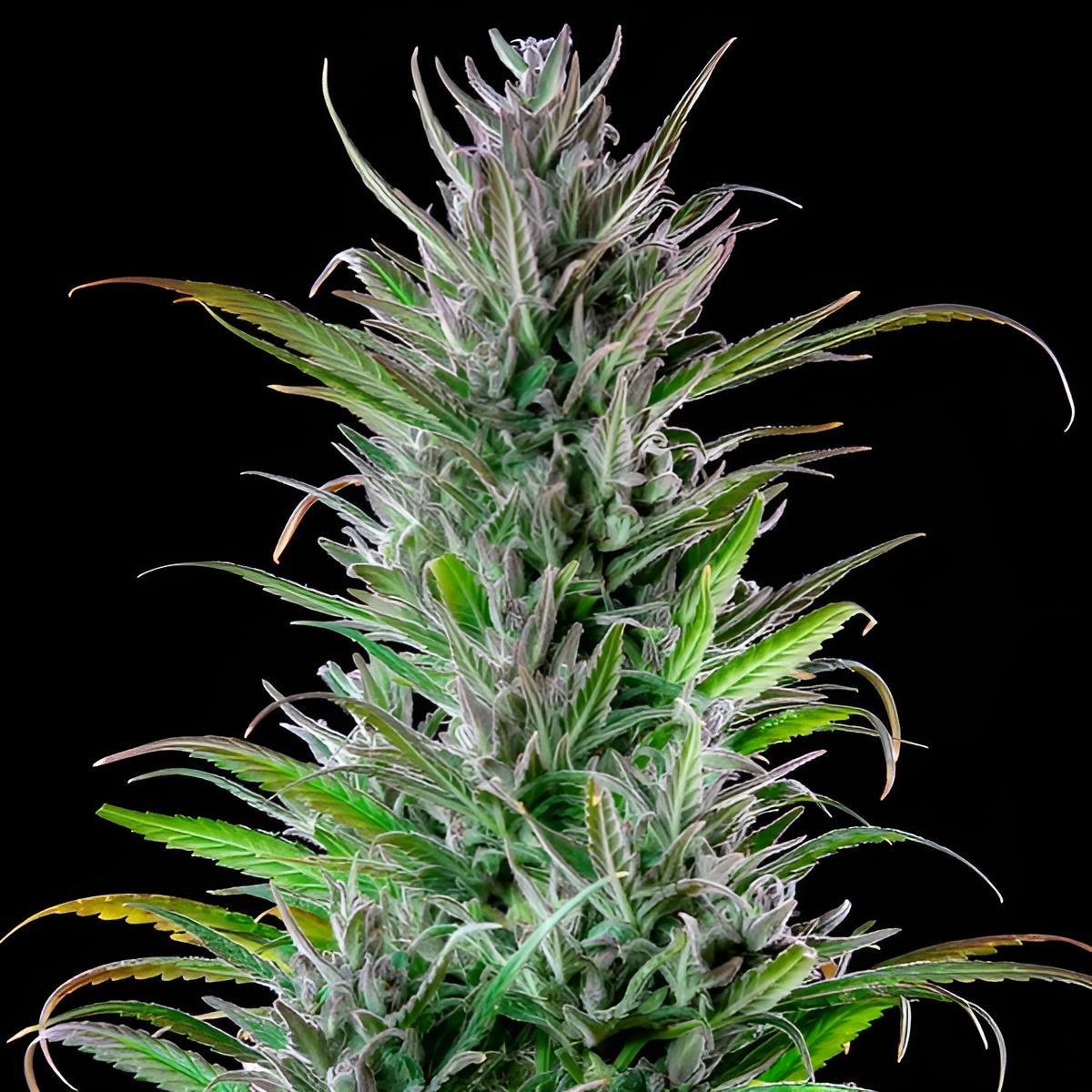 Northern Light Premium Photoperiodische Cannabissamen
