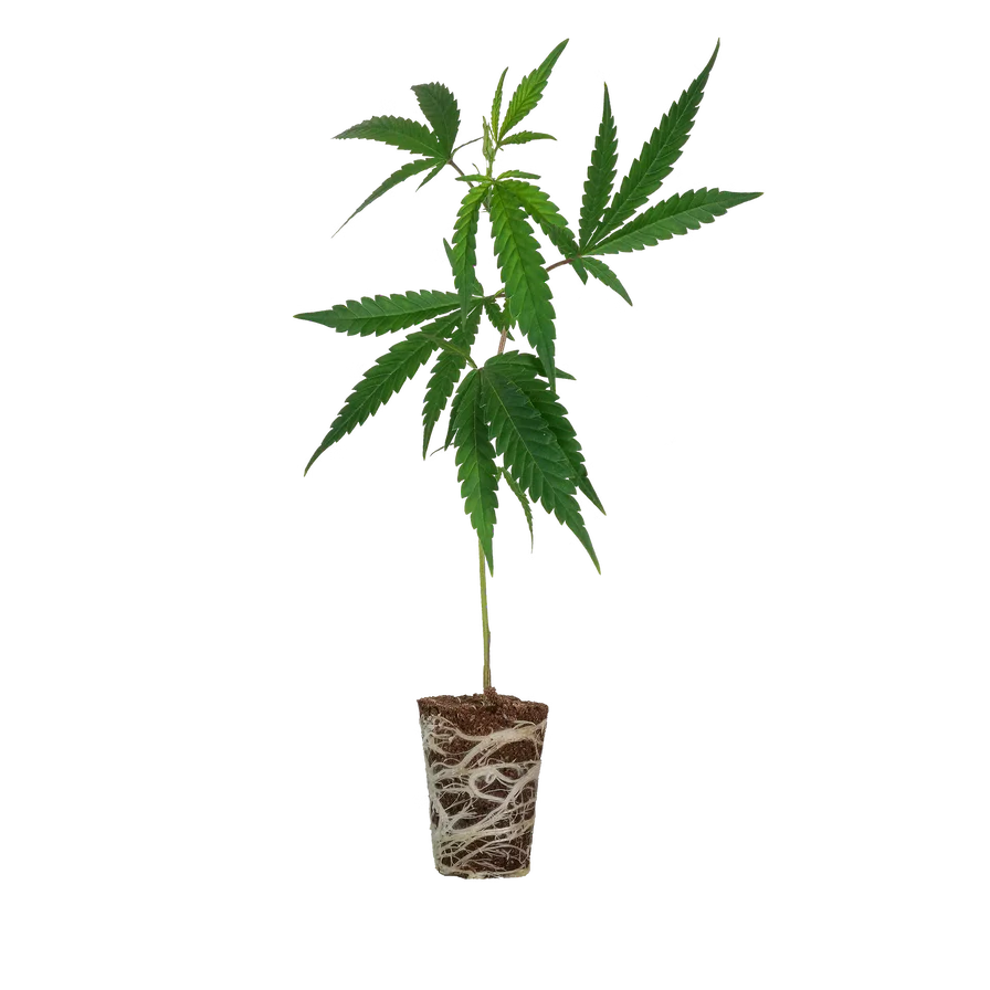 Platinum Chunck Cookies thc steckling