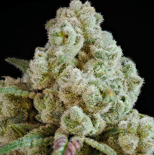 Privileged Baddie - Anesia Seeds - 3 Stk