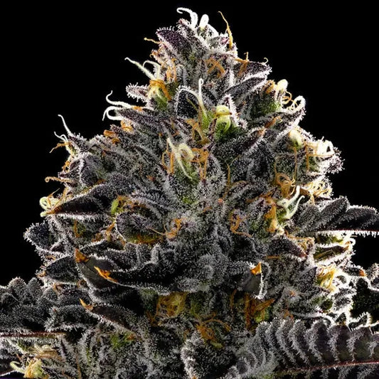 Purple Lobster - Anesia Seeds - 3 Stk