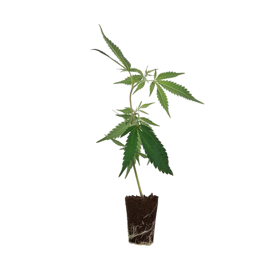 Purple Frost – Ausgewogener Hybrid 70/30 (Sativa/Indica) mit 24-26% THC