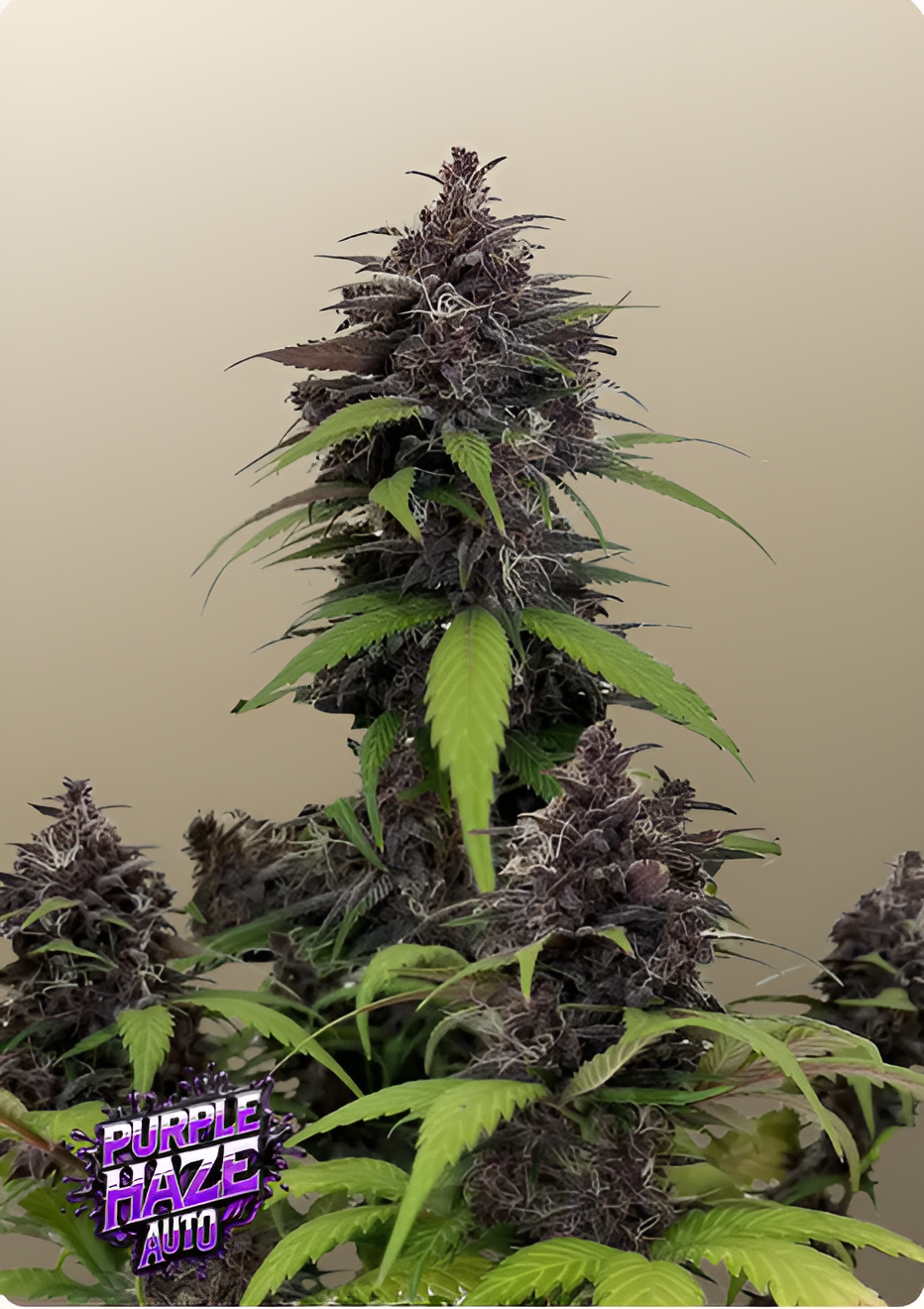 Purple Haze Auto™ - Fast Buds - 3 Stk (Kopie)