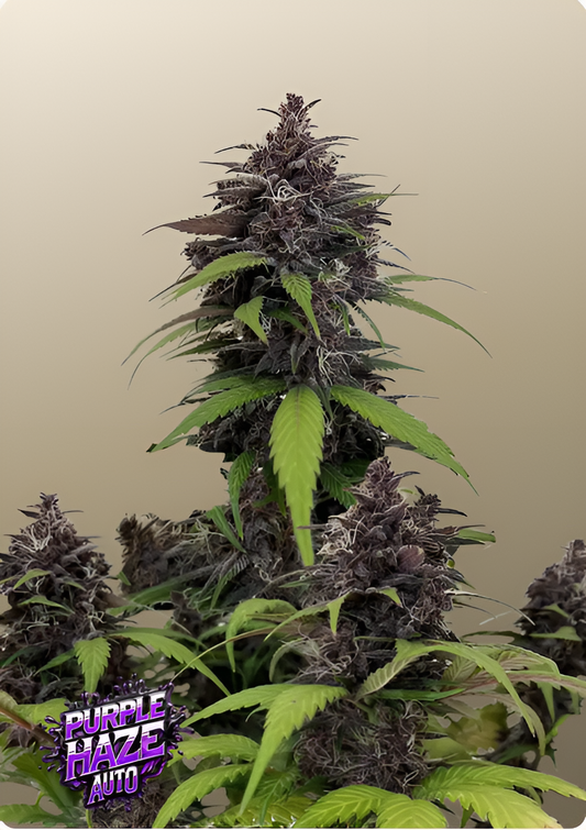 Purple Haze Auto™ - Fast Buds - 3 Stk