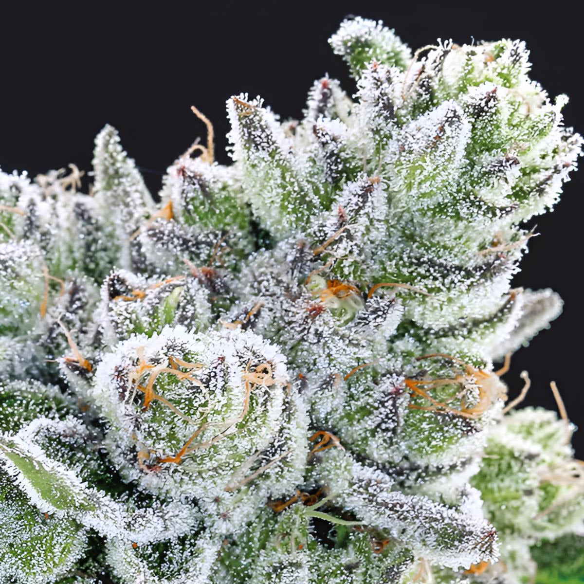 Sour Betty - Anesia Seeds - 3 Stk