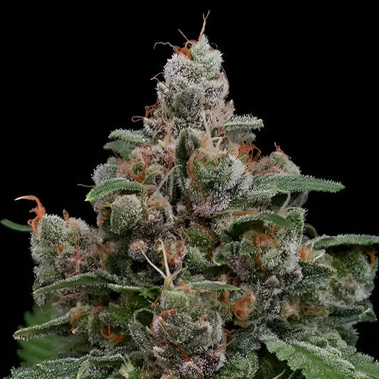 Sun of a Peach - Anesia Seeds - 3 Stk