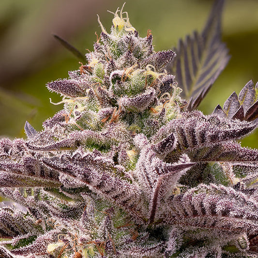Tahiti Vibez Auto - Anesia Seeds - 3 Stk