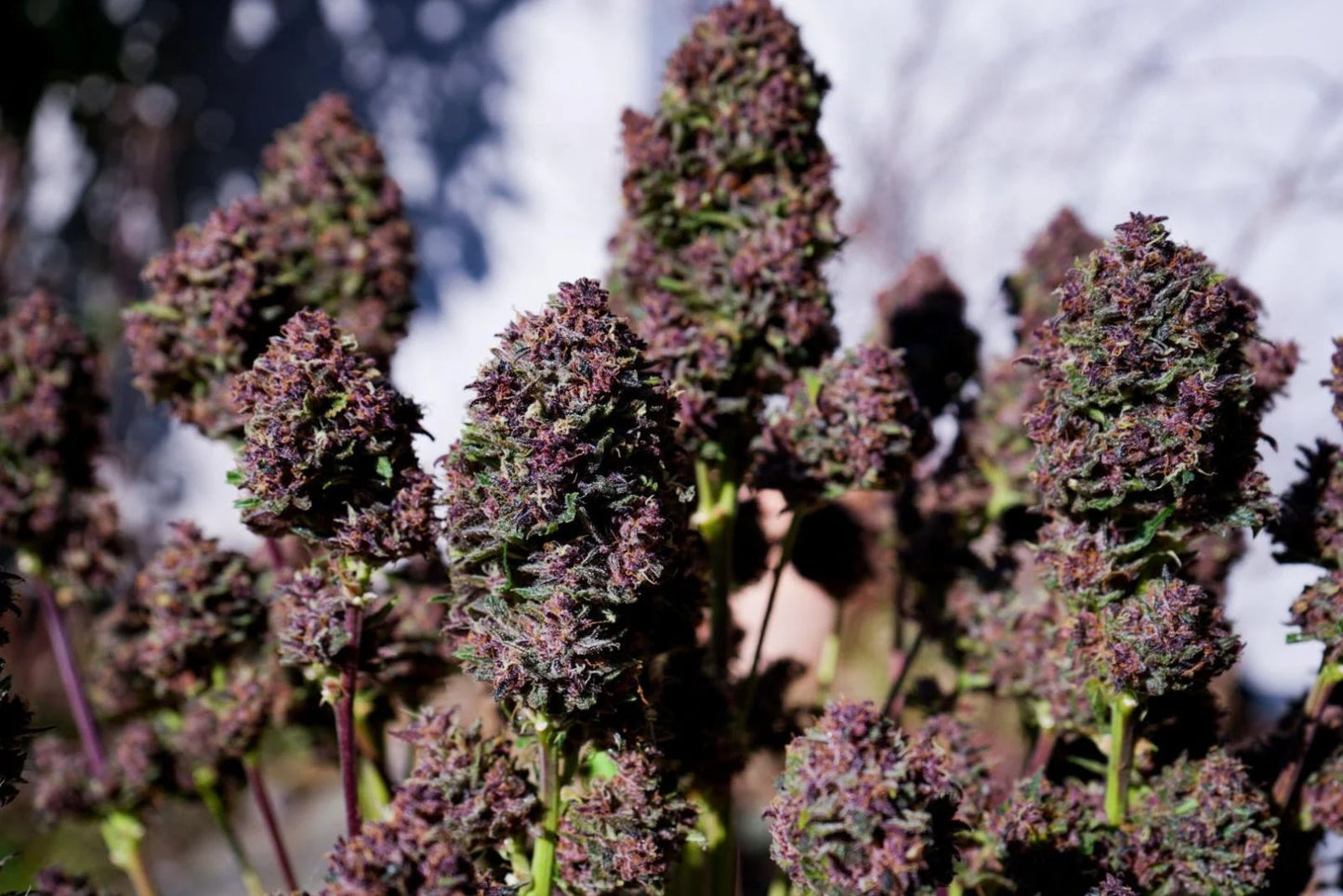 Purple Haze Auto™ - Fast Buds - 3 Stk (Kopie)