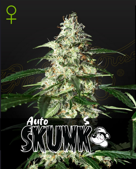 Skunk Auto - Green House Seeds - 3 Stk