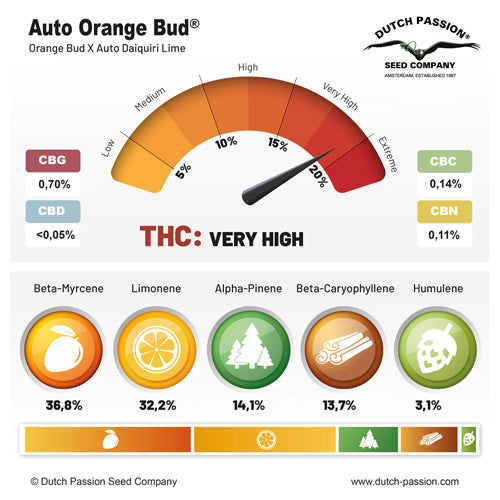 Auto Orange Bud® - Dutch Passion - 3 Stk
