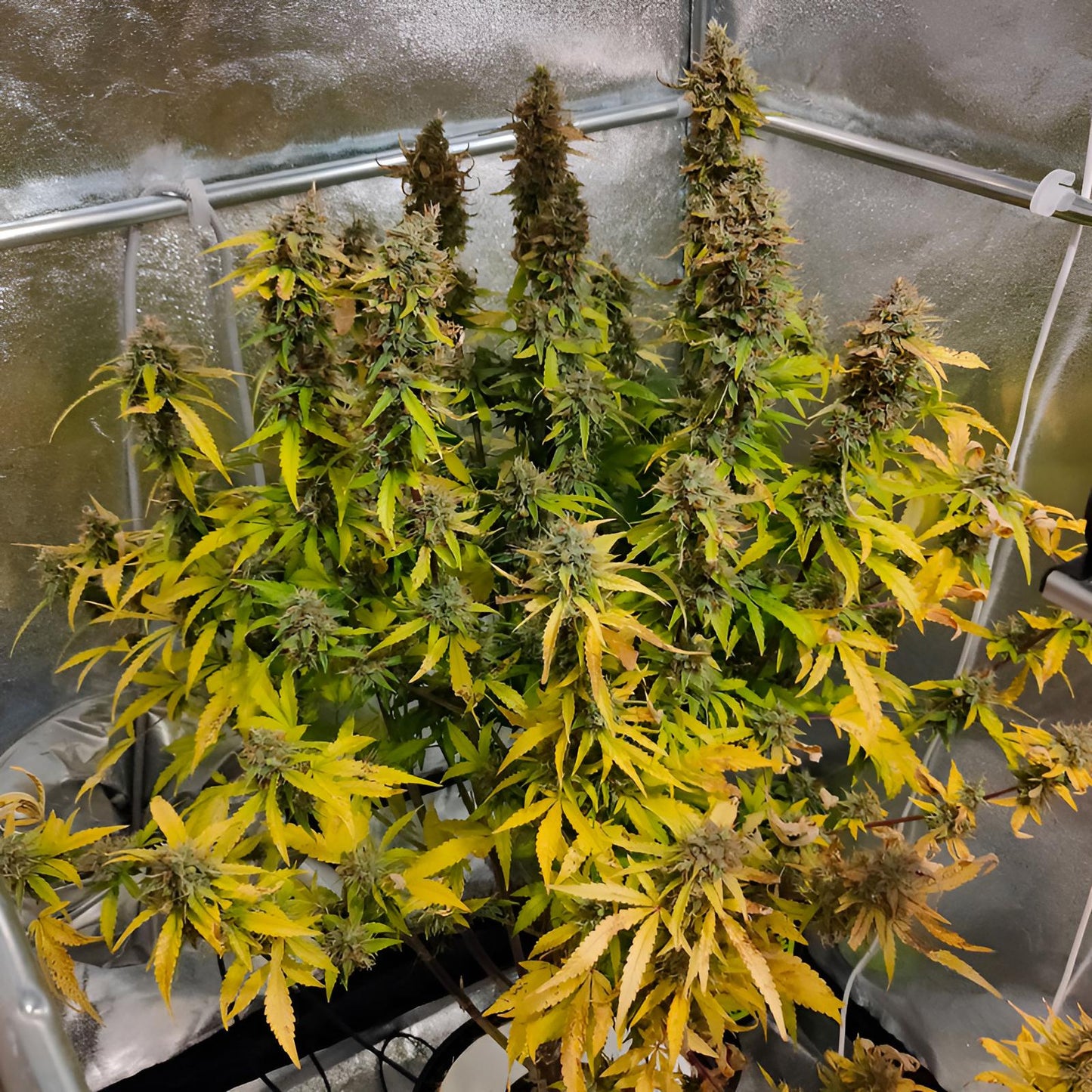 Auto CBG-Force - Dutch Passion - 3 Stk