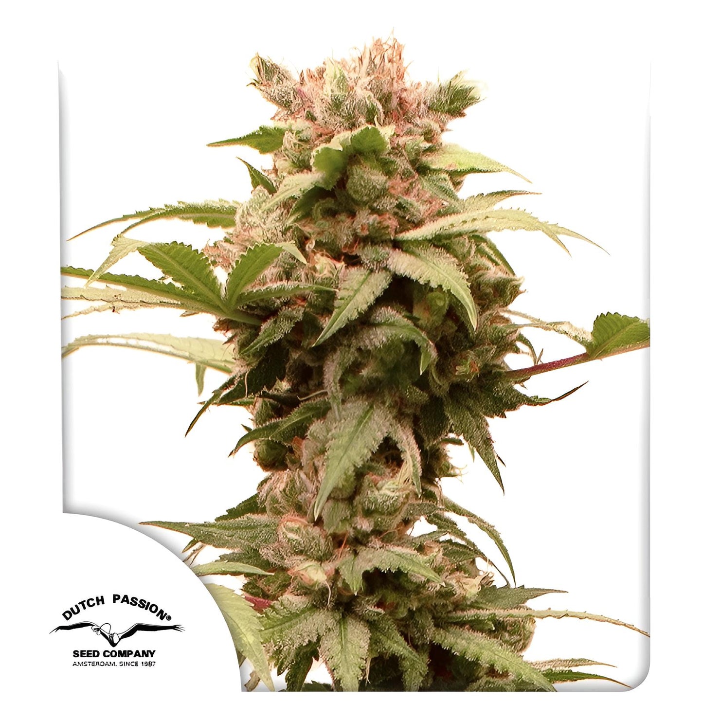 Auto CBG-Force - Dutch Passion - 3 Stk