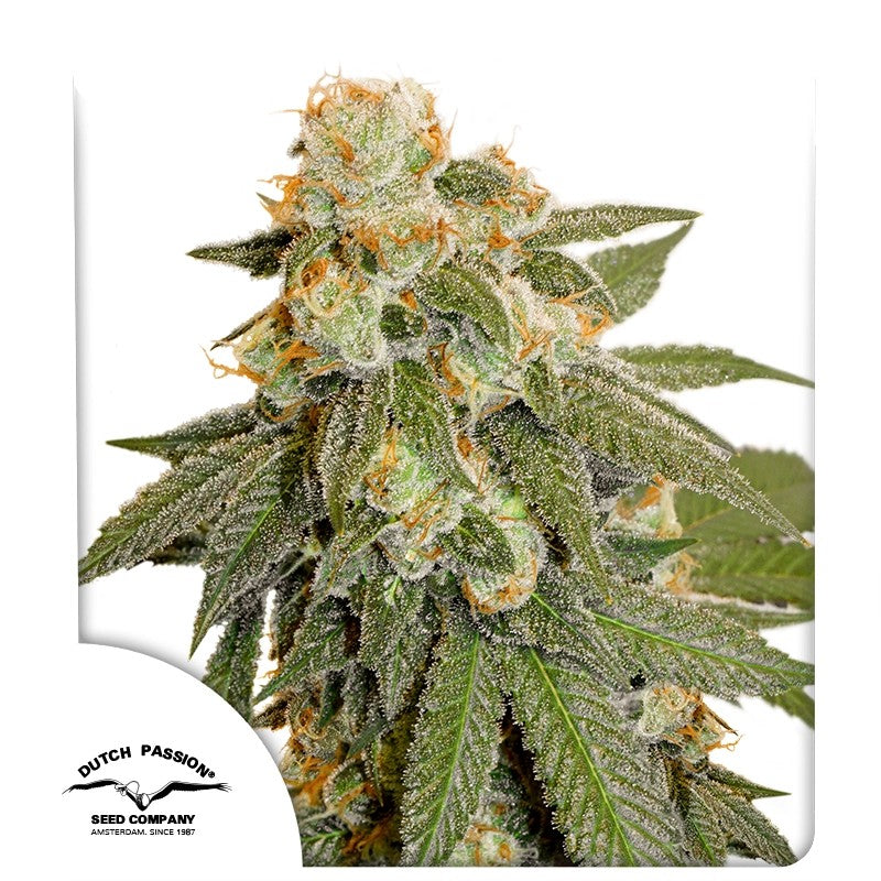 Auto Orange Bud® - Dutch Passion - 3 Stk