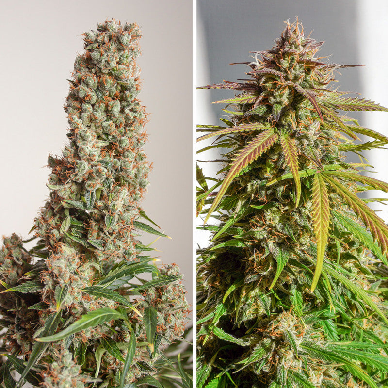 Auto Orange Bud® - Dutch Passion - 3 Stk