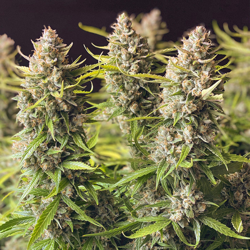 Auto Orange Bud® - Dutch Passion - 3 Stk