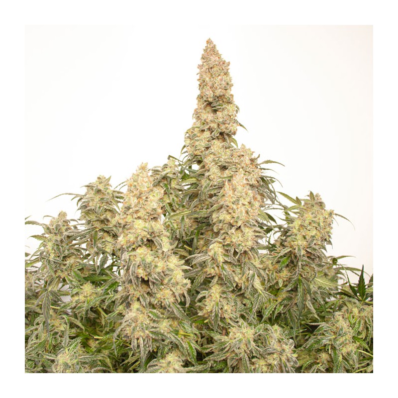 Auto Orange Bud® - Dutch Passion - 3 Stk