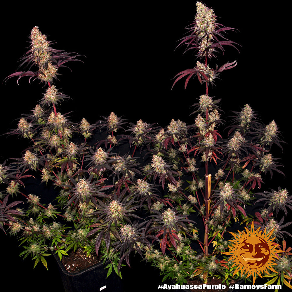 Ayahuasca Purple - Barneys Farm - 3 Stk