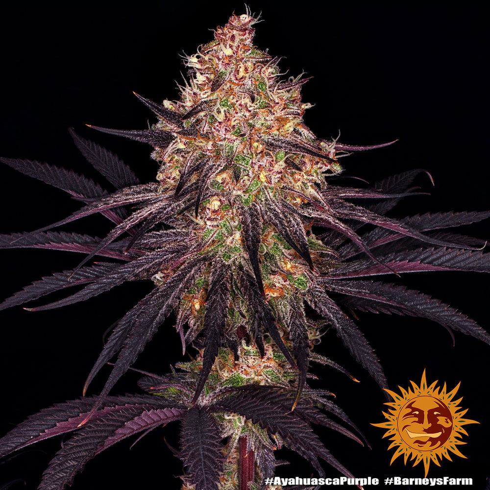 Ayahuasca Purple - Barneys Farm - 3 Stk