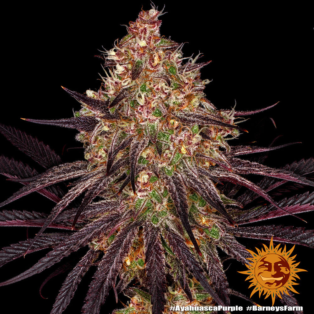 Ayahuasca Purple - Barneys Farm - 3 Stk
