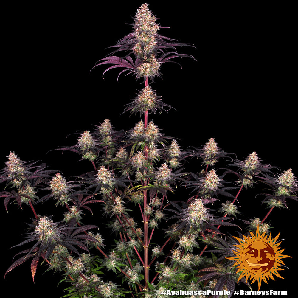 Ayahuasca Purple - Barneys Farm - 3 Stk