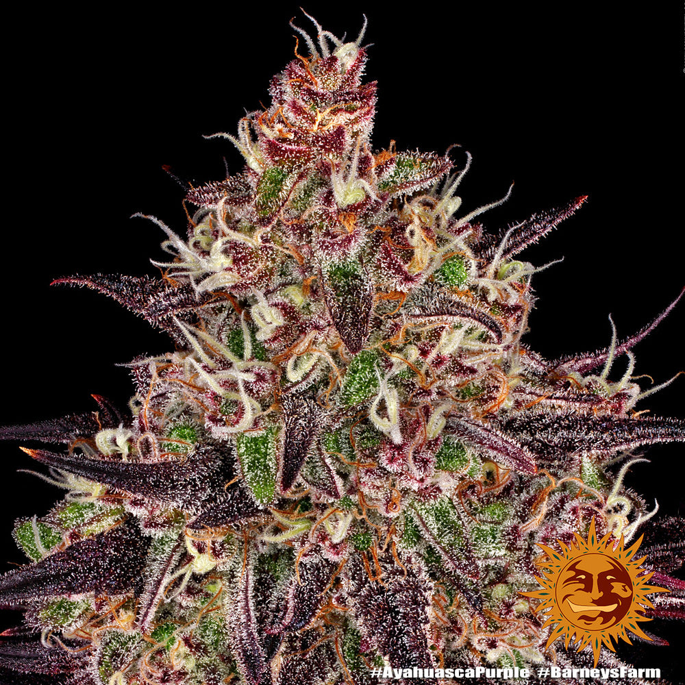 Ayahuasca Purple - Barneys Farm - 3 Stk