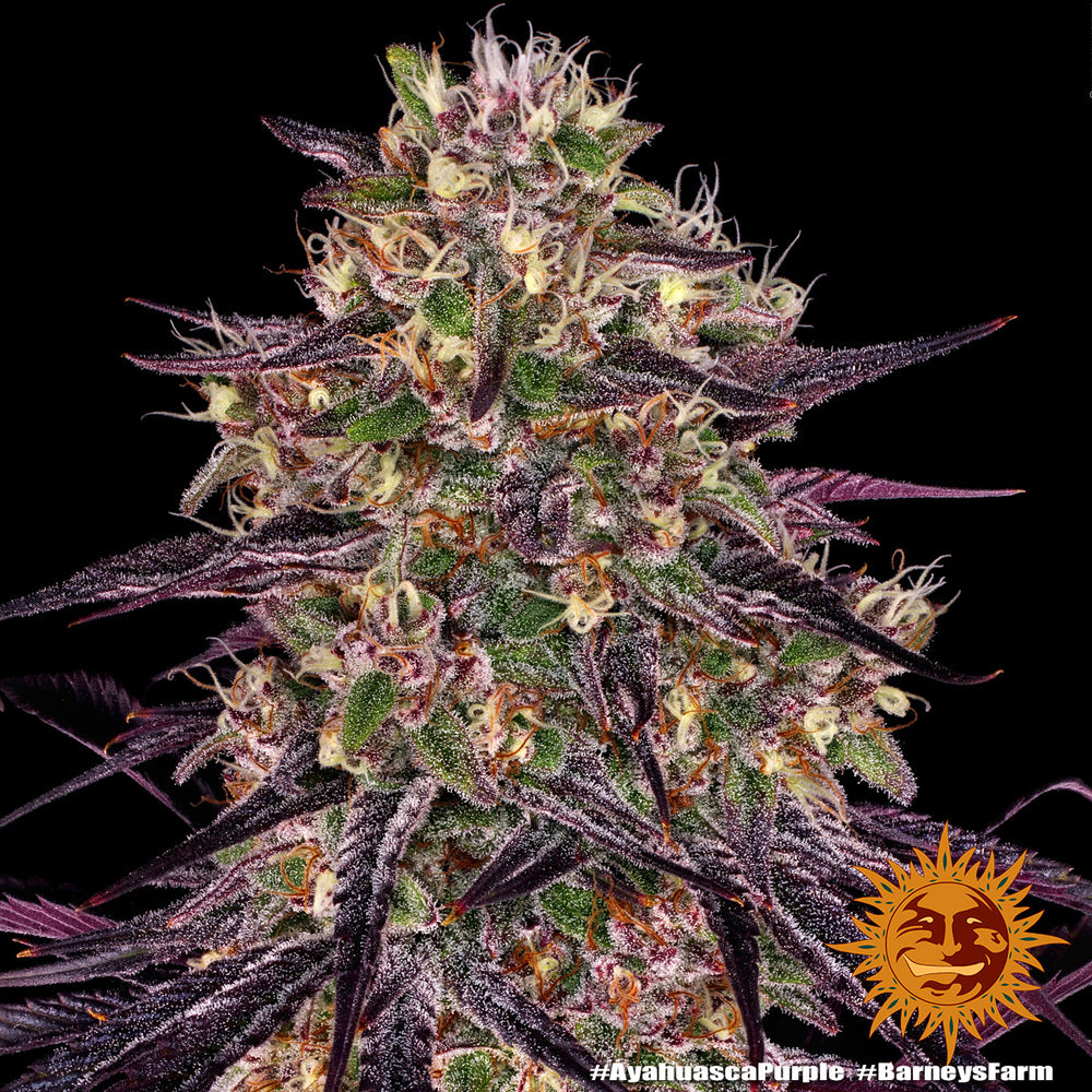 Ayahuasca Purple - Barneys Farm - 3 Stk