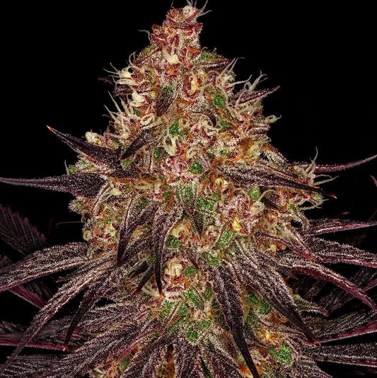 Ayahuasca Purple - Barneys Farm - 3 Stk
