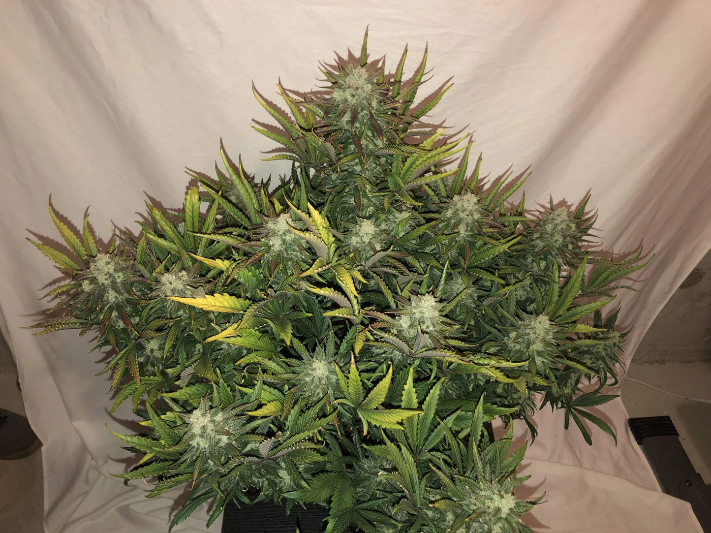 Gorilla Auto - Fast Buds - 3 Stk