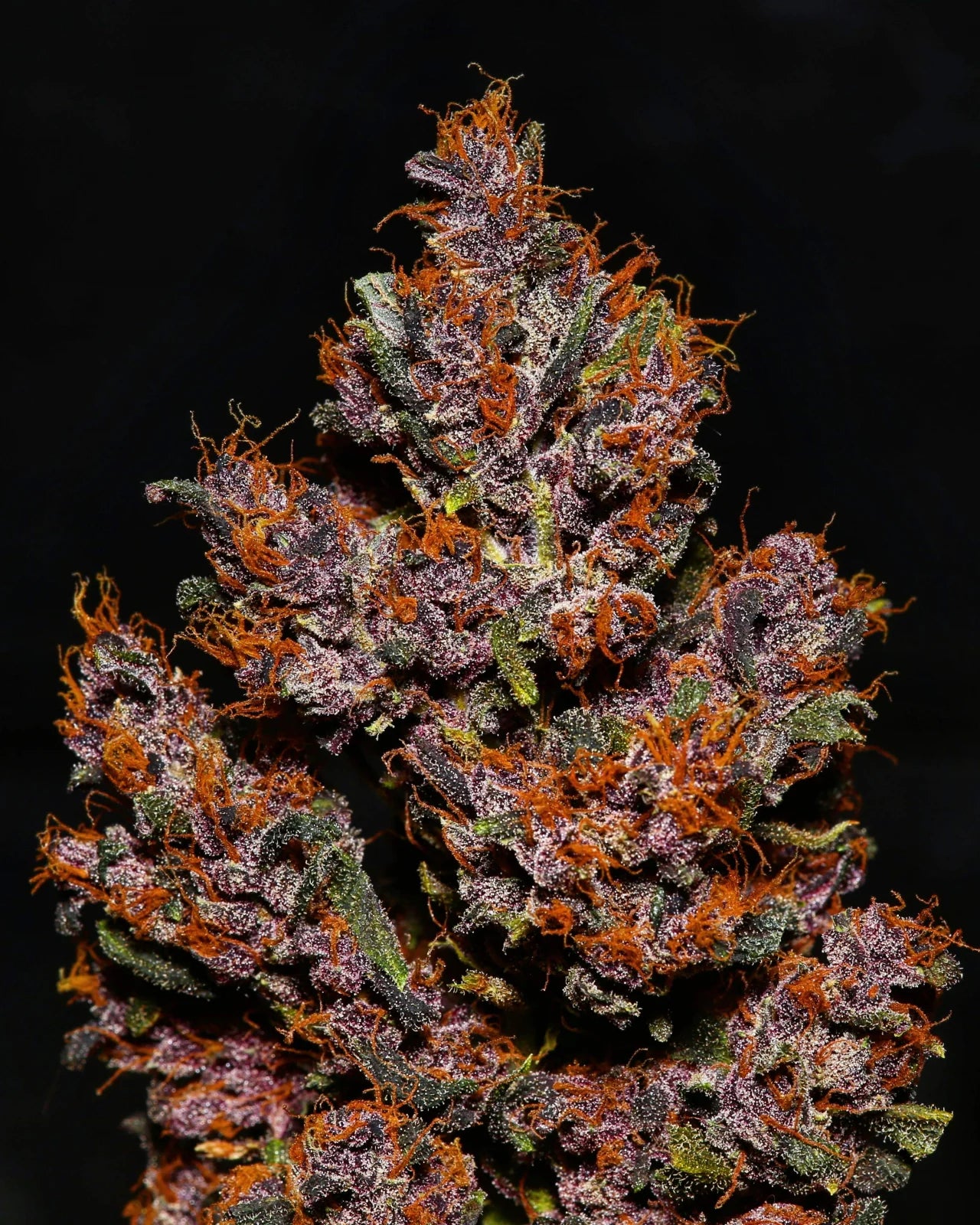 Crystal Meth Auto - Fast Buds - 3 Stk