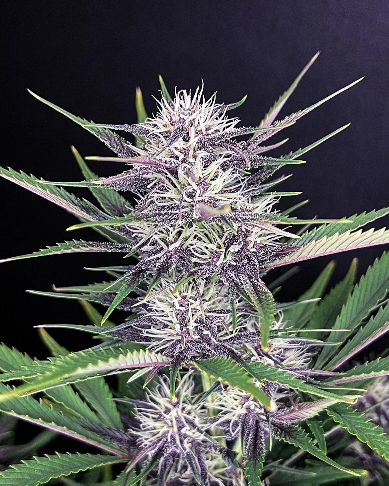 Banana Purple Punch Auto - Fast Buds - 3 Stk