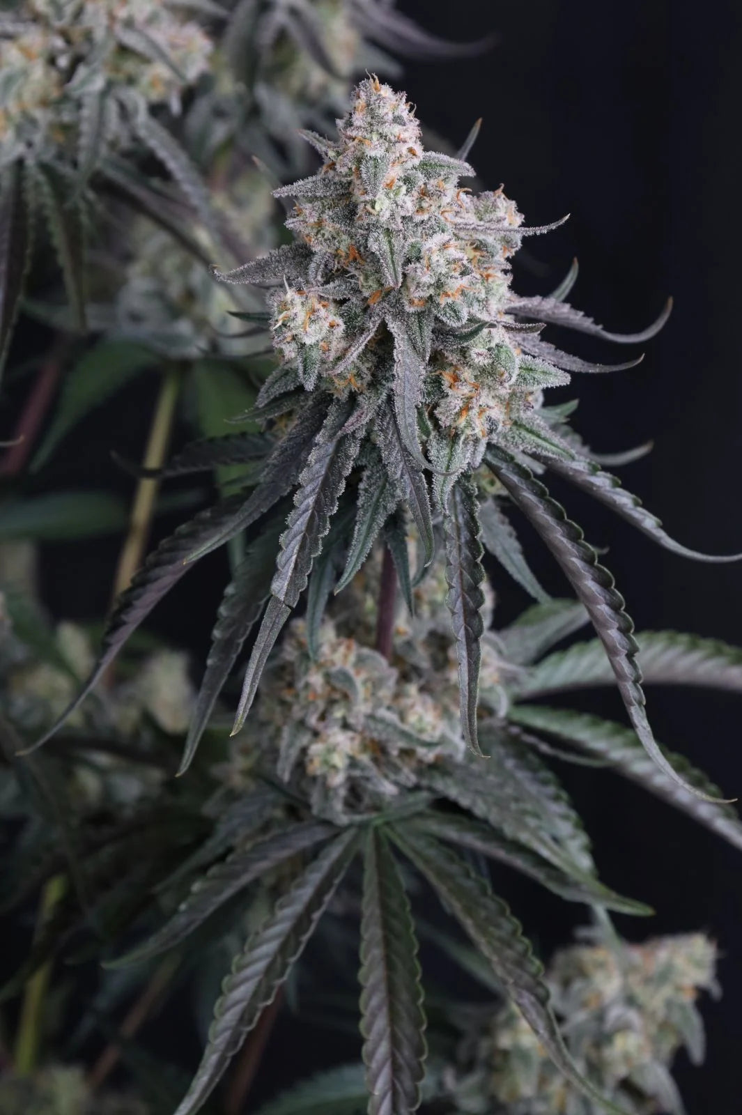 Pineapple OG Auto - Fast Buds - 3 Stk