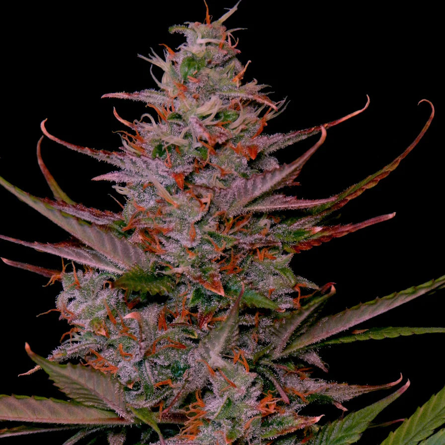 Purple Frost – Ausgewogener Hybrid 70/30 (Sativa/Indica) mit 24-26% THC