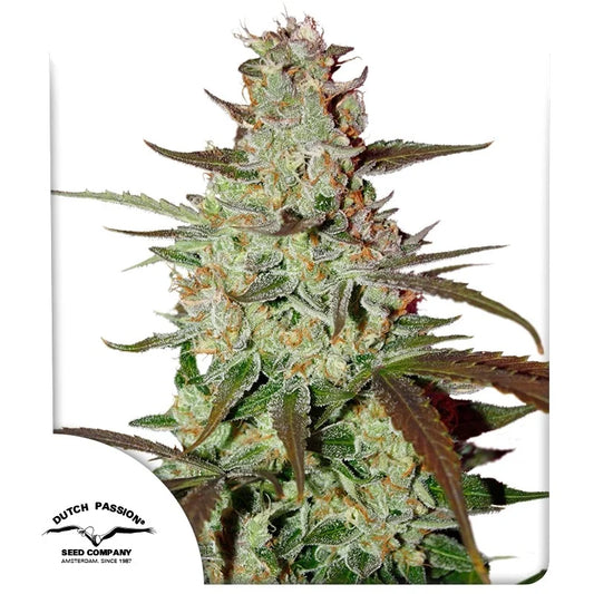 Blue Auto Mazar - Dutch Passion - 3 Stk