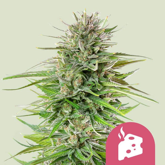 Blue Cheese 3 Stk