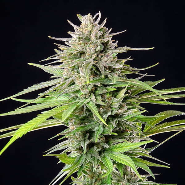 Blue Cheese 3 Stk