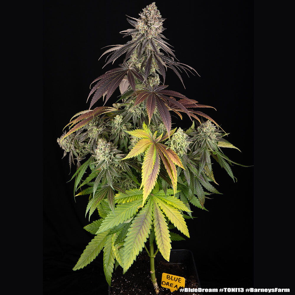 Blue Dream - Barneys Farm - 3 Stk