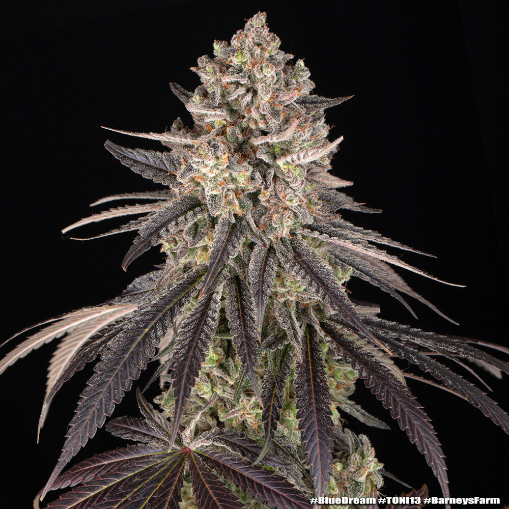 Blue Dream - Barneys Farm - 3 Stk