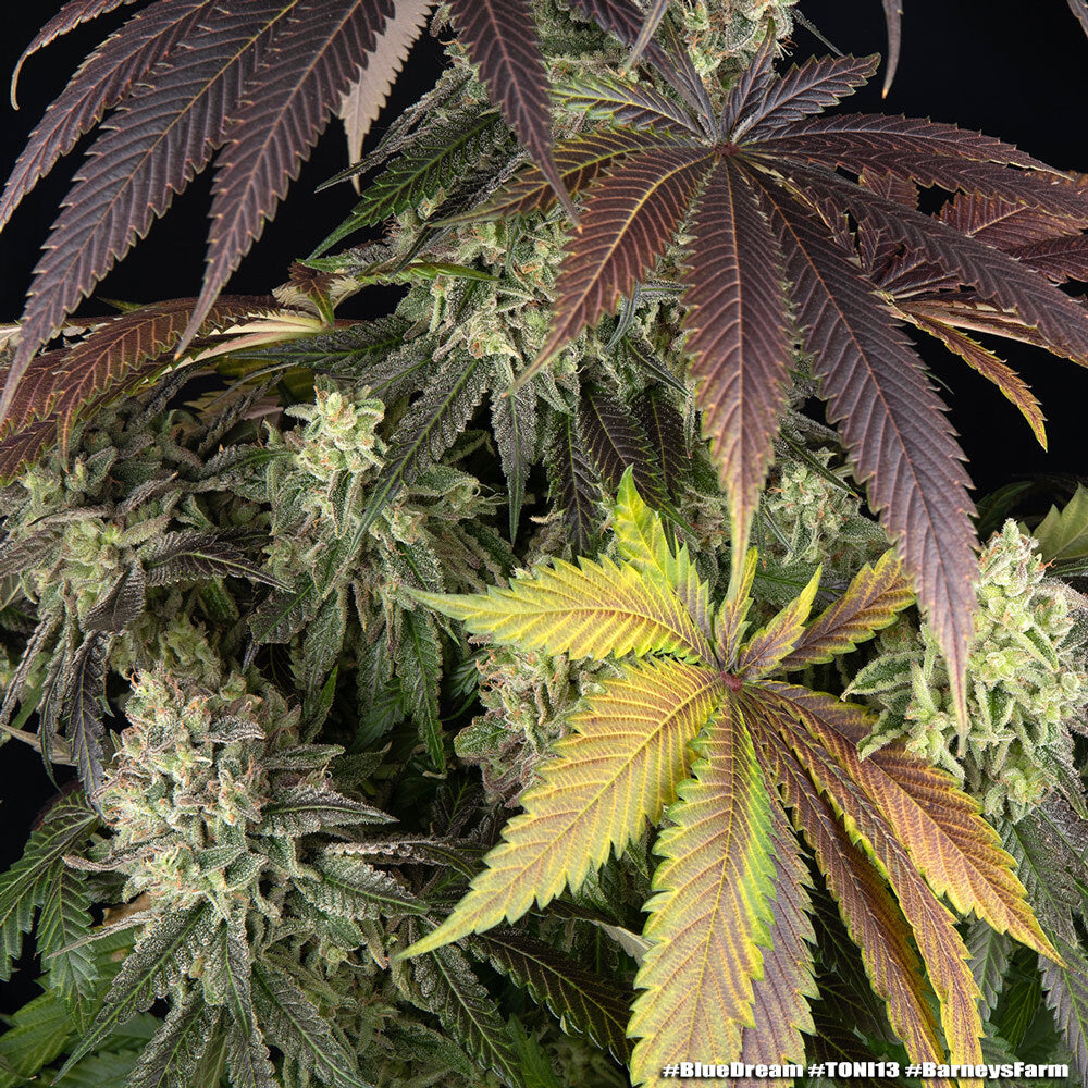 Blue Dream - Barneys Farm - 3 Stk