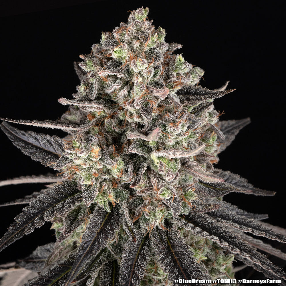 Blue Dream - Barneys Farm - 3 Stk