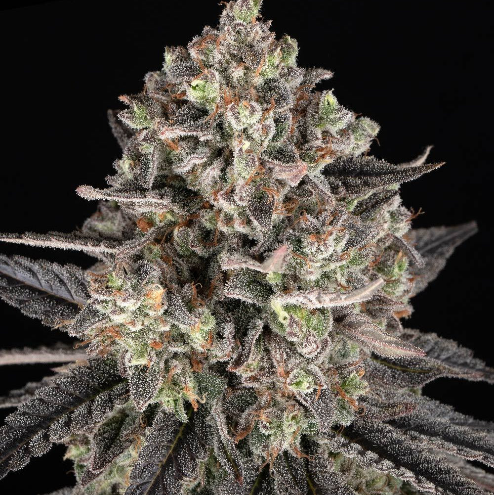 Blue Dream - Barneys Farm - 3 Stk
