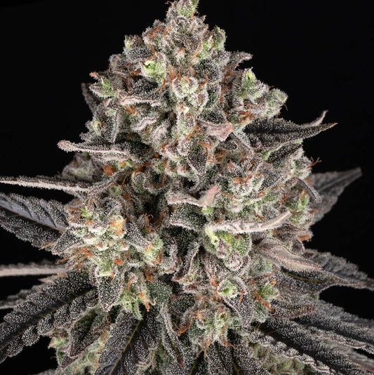 Blue Dream - Barneys Farm - 3 Stk