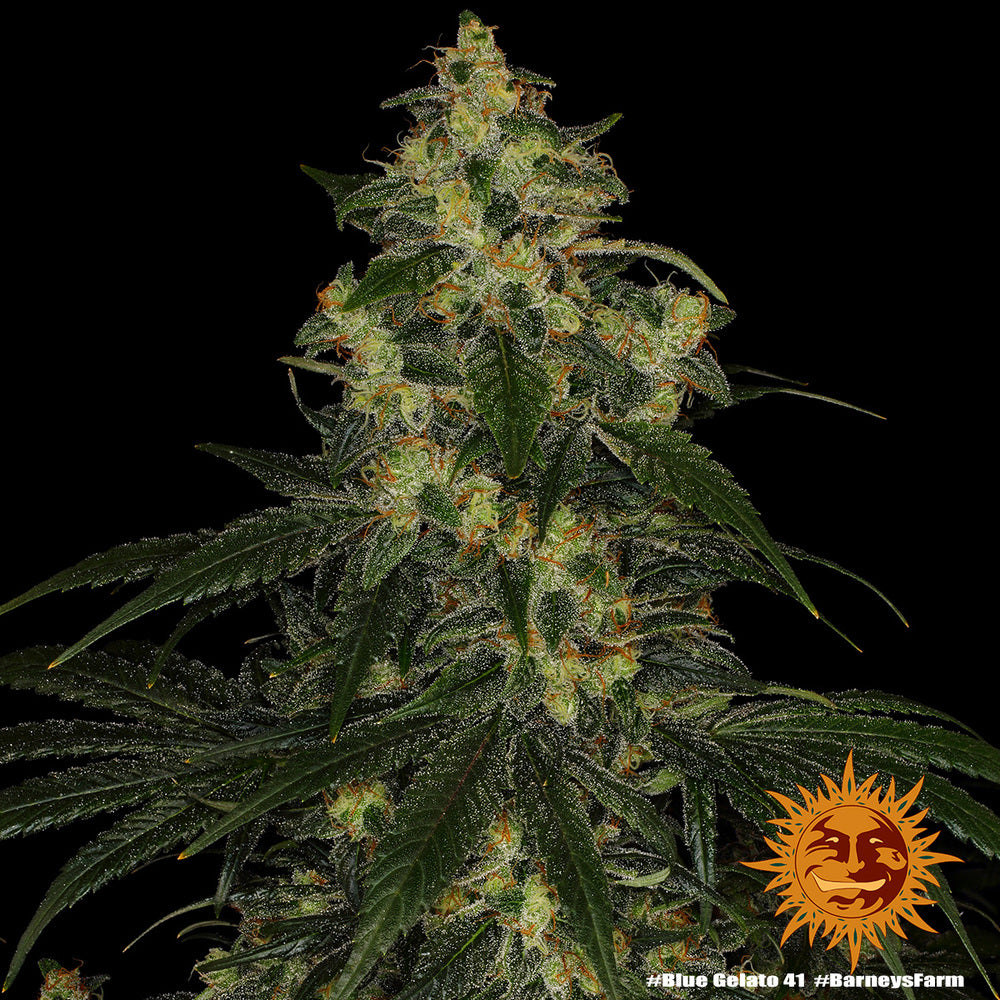 Blue Gelato 41 - Barney's Farm - 3 Stk