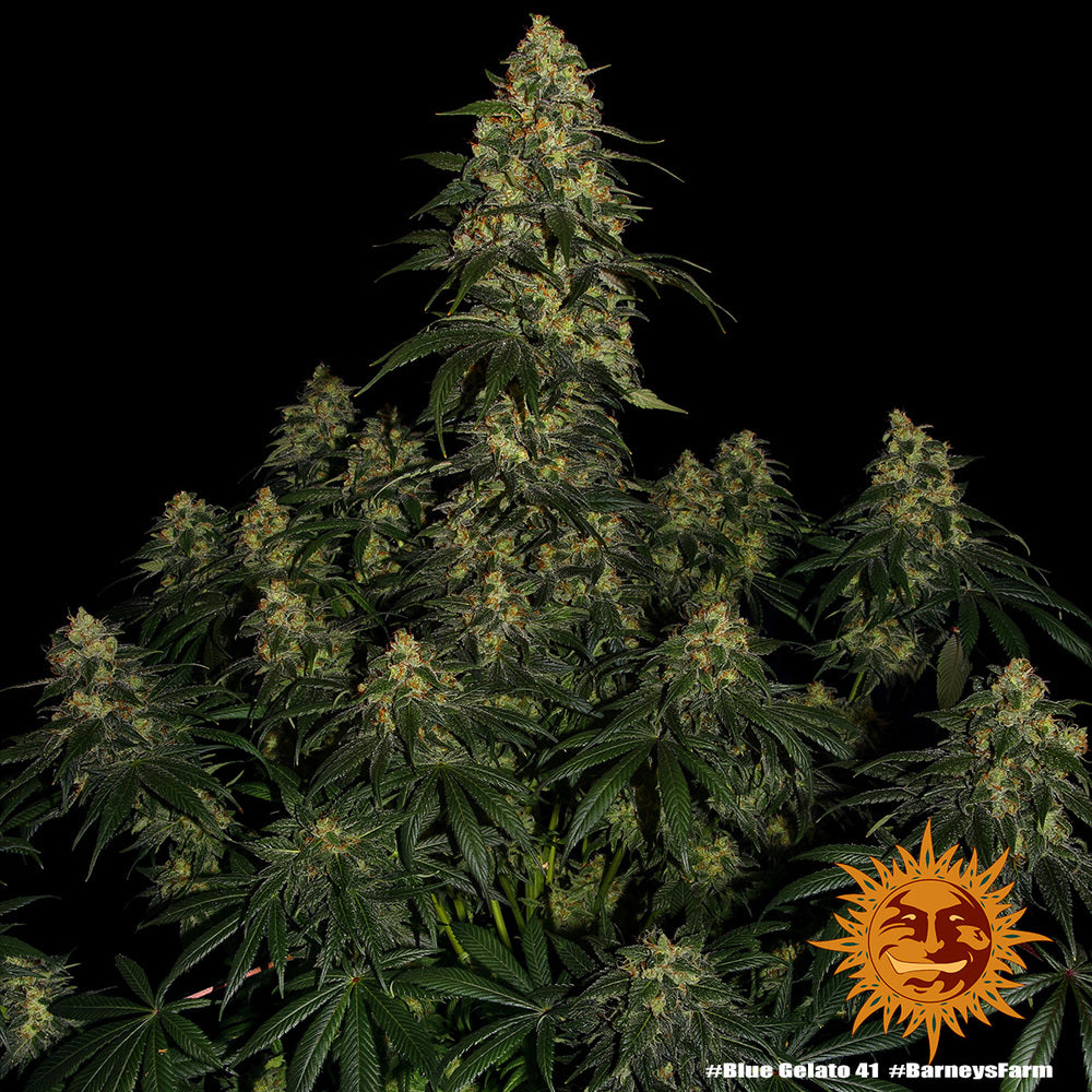 Blue Gelato 41 - Barney's Farm - 3 Stk