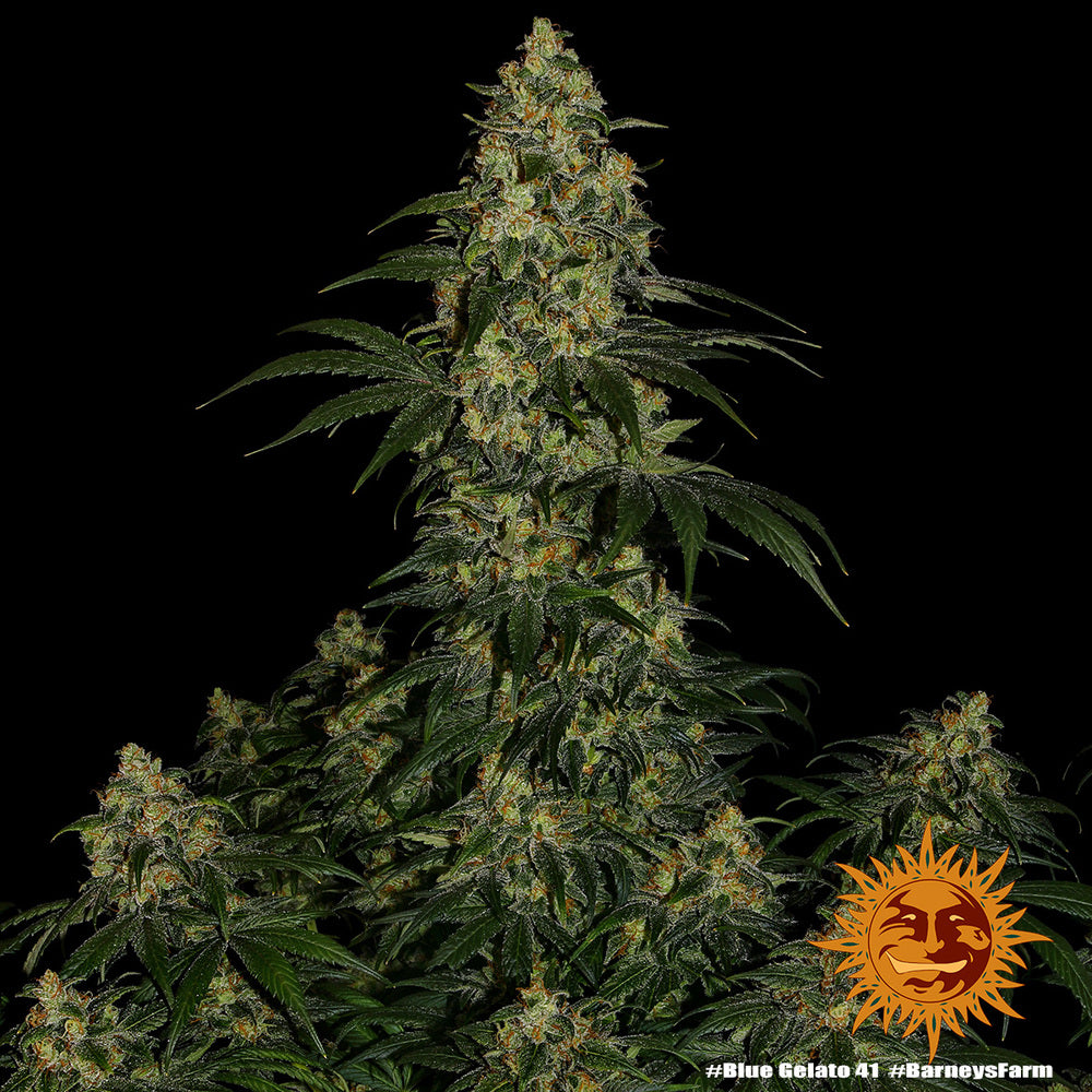 Blue Gelato 41 - Barney's Farm - 3 Stk