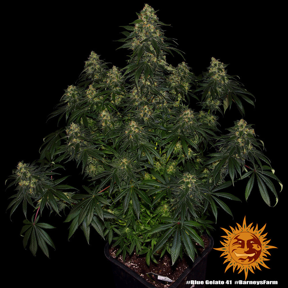 Blue Gelato 41 - Barney's Farm - 3 Stk