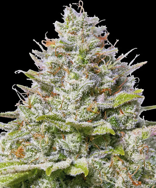 Blue Gelato 41 - Barney's Farm - 3 Stk