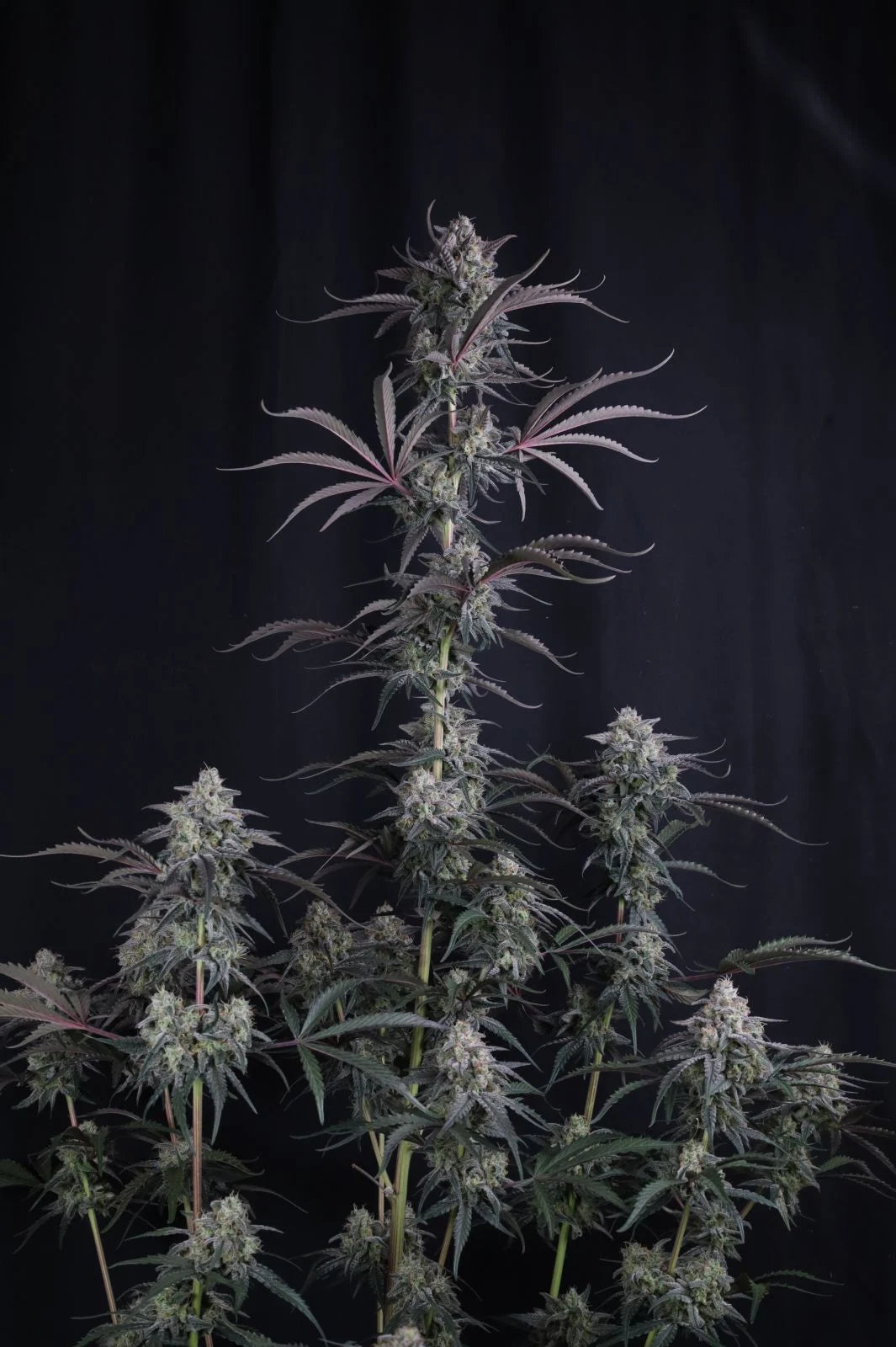 Pineapple OG Auto - Fast Buds - 3 Stk