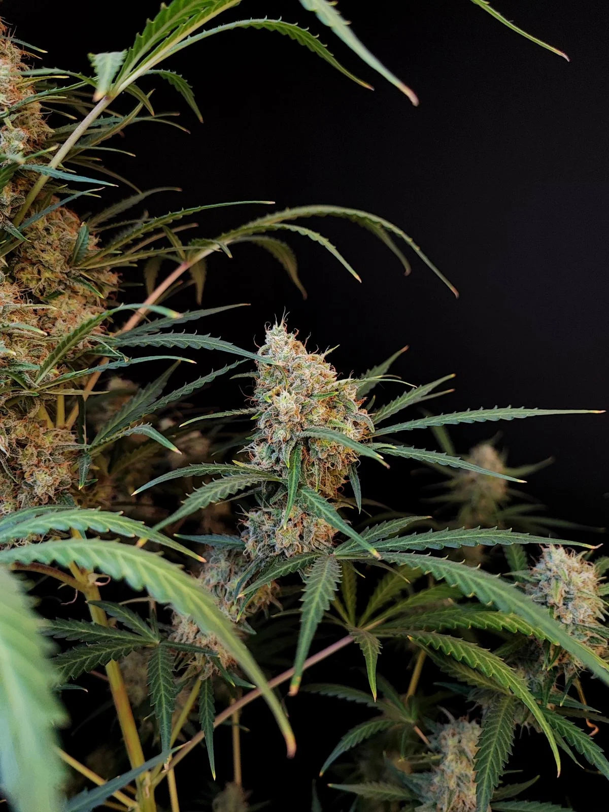 Jack Herer Auto – Fast Buds - 3 Stk