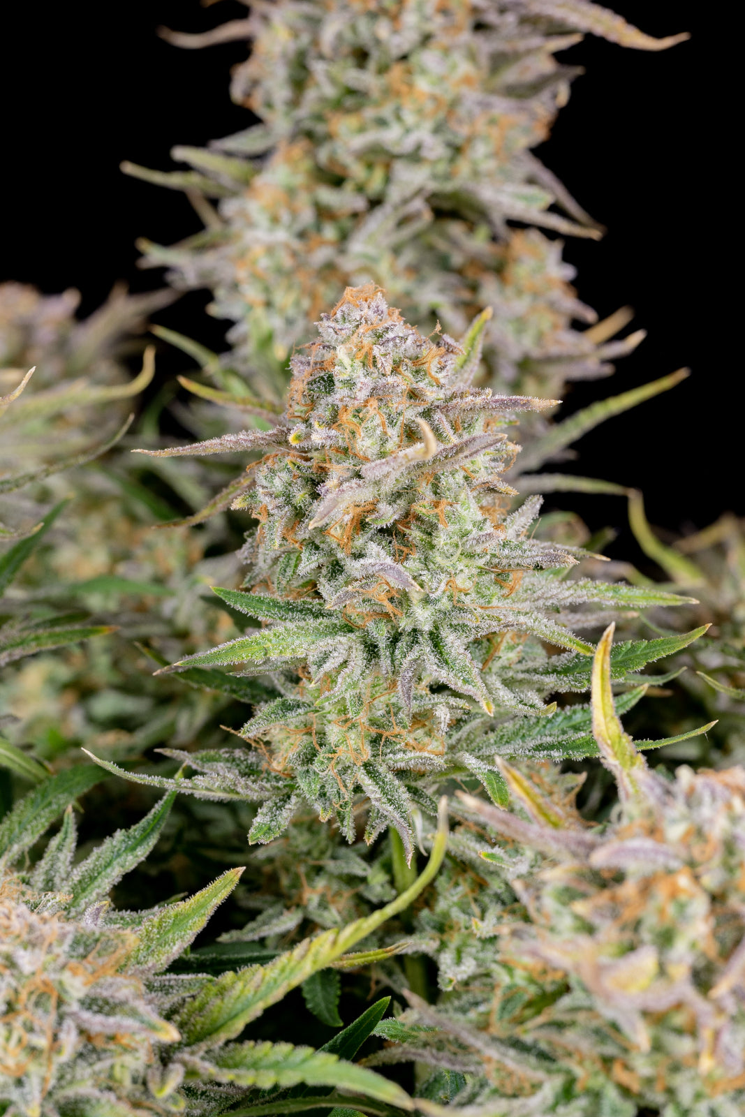 Bruce Banner Auto - Fast Buds - 3 Stk
