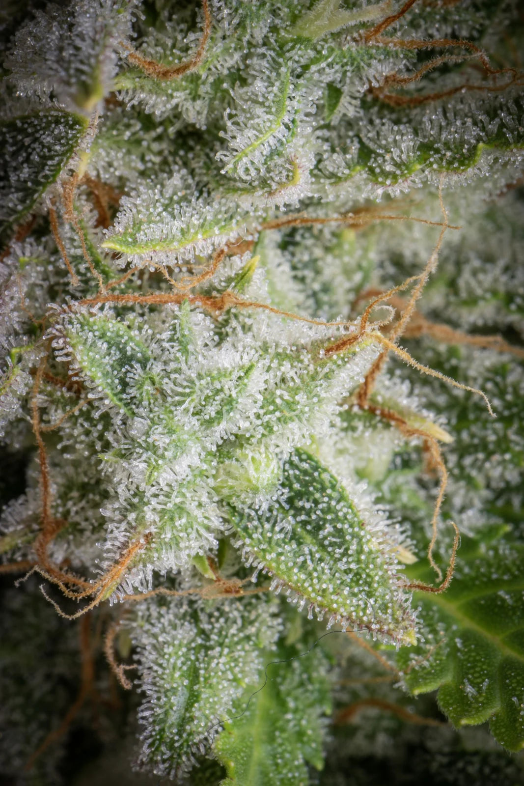 Orange Sherbet Auto - Fast Buds - 3 Stk