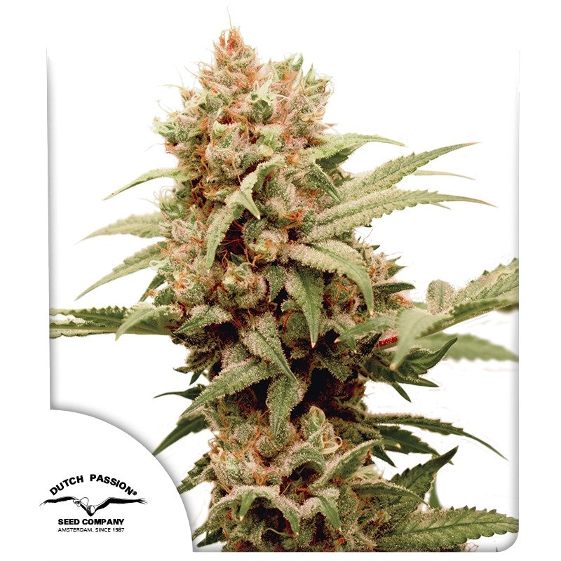CBG-Force - Dutch Passion - 3 Stk